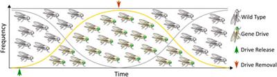 Genetic Approaches for Controlling CRISPR-based Autonomous Homing Gene Drives